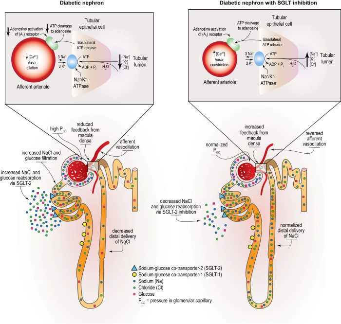 Sglt2 inhibitors