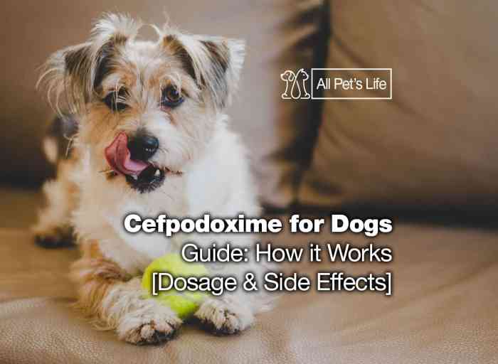 Cefpodoxime for dogs