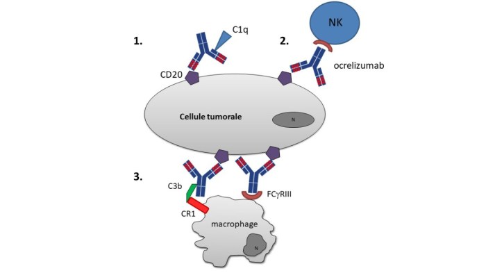 Ocrelizumab works article monoclonal share copy via link email